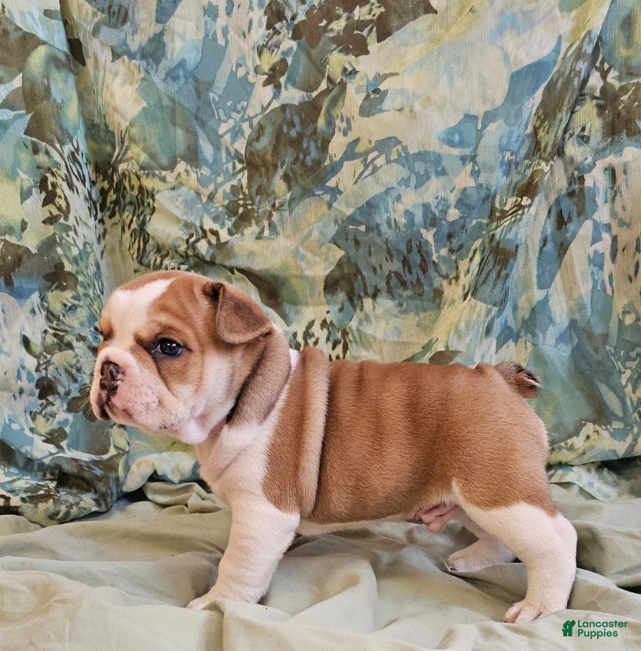 Mixed Breed dogs for sale: Gold Star Boy - Ad 2