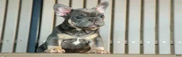 French Bulldog dogs for sale: 🐾 Mateo - Ad 12
