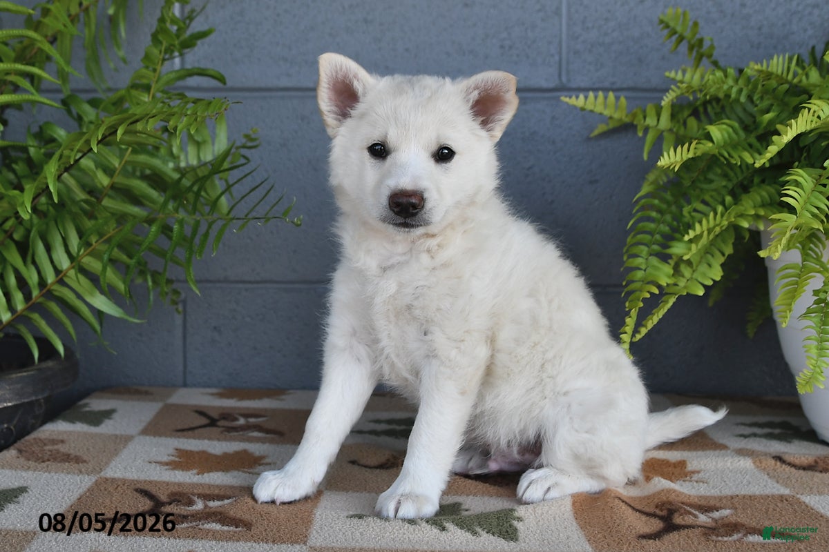 Mixed Breed dogs Frisco - Ad 2
