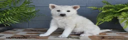 Mixed Breed dogs for sale: Frisco - Ad 2