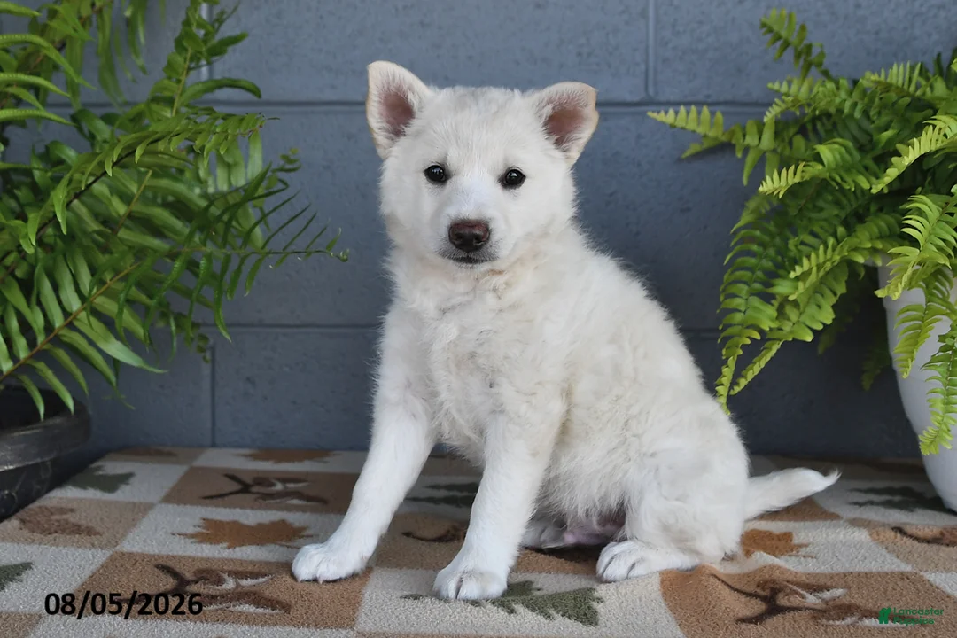 Mixed Breed dogs for sale: Frisco - Ad 2