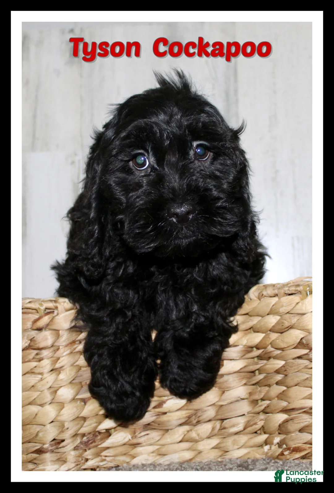 Cockapoo dogs for sale: Tyson - Ad 1