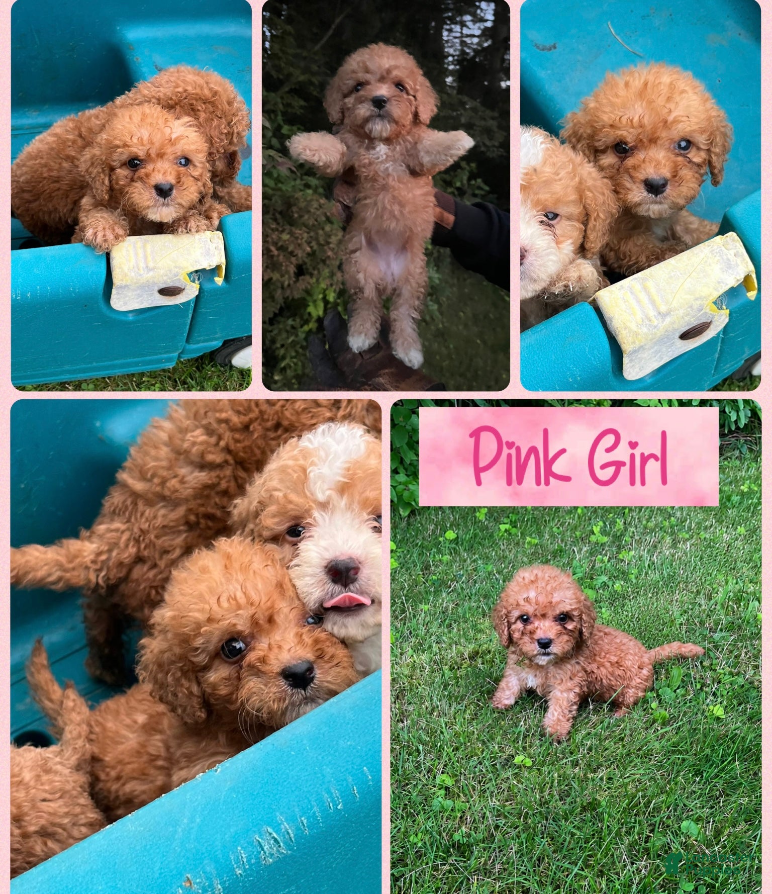 Mini Bernedoodle dogs Pink Girl - Ad 37