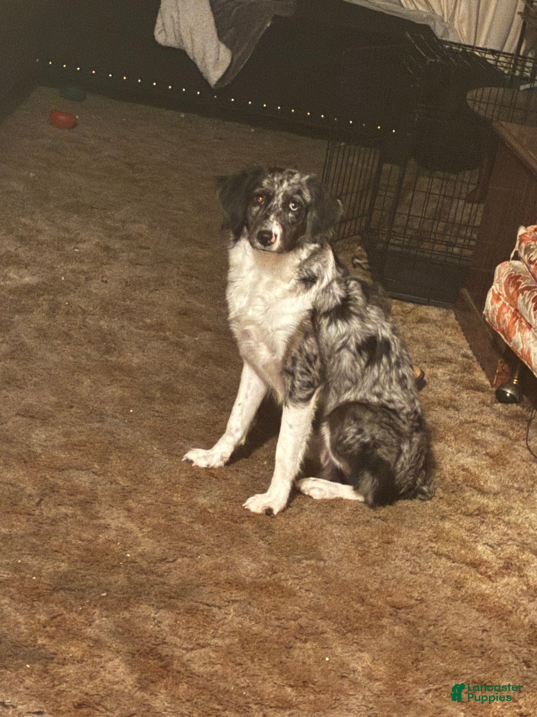 Mixed Breed dogs for sale: Oakley - Ad 1