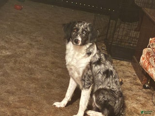 Mixed Breed dogs Oakley - Ad 4