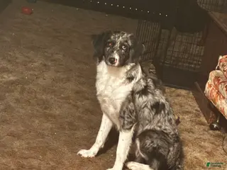 Mixed Breed dogs Oakley - Ad 42