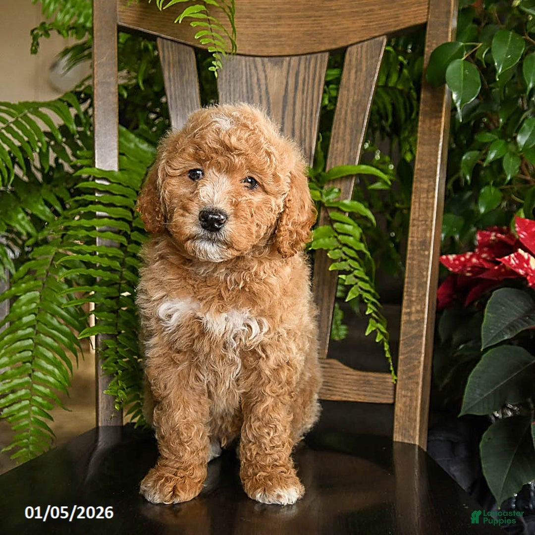 Mini Bernedoodle dogs for sale: Trooper - Ad 3