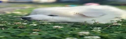 Samoyed dogs for sale: Samoyed 1 - Ad 3