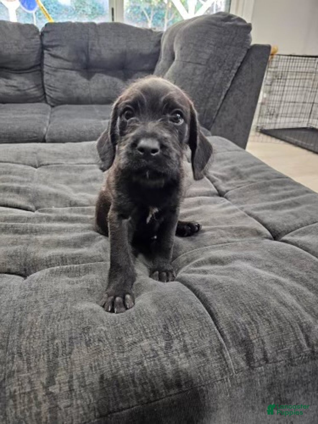 Mixed Breed dogs for sale: Pepper - Ad 1