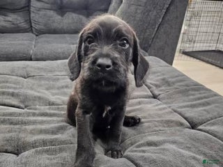 Mixed Breed dogs Pepper - Ad 13