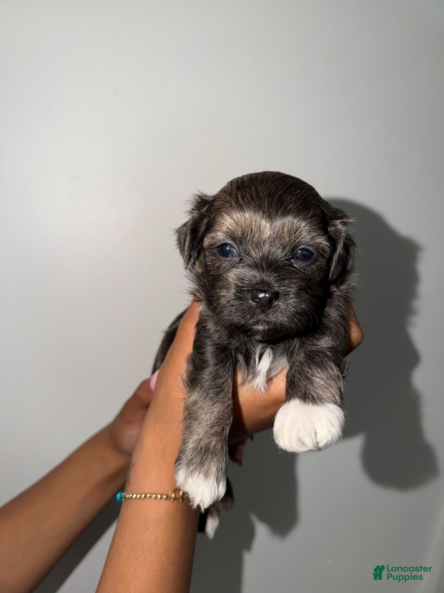 Mixed Breed dogs Mixed Breed 1 - Ad 23