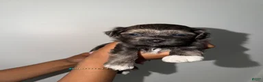 Mixed Breed 1