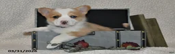 Welsh Corgi Pembroke dogs for sale: Dove - Ad 3