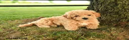 Bichpoo dogs for sale: Donovan - Ad 4