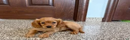Mixed Breed dogs for sale: Cavapoo/Cockapoo female 1 - Ad 3