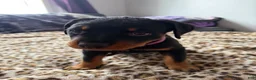 Rottweiler dogs for sale: Pinky  - Ad 4