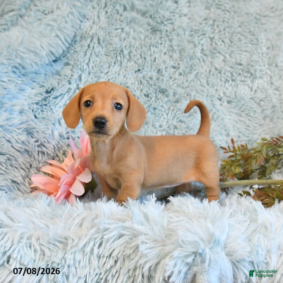 Miniature Dachshund dogs Blondie - Ad 1