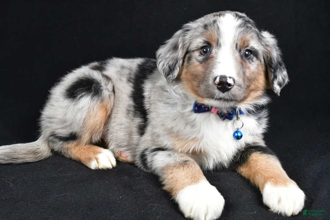 Miniature Australian Shepherd dogs for sale: Ricky - Ad 9