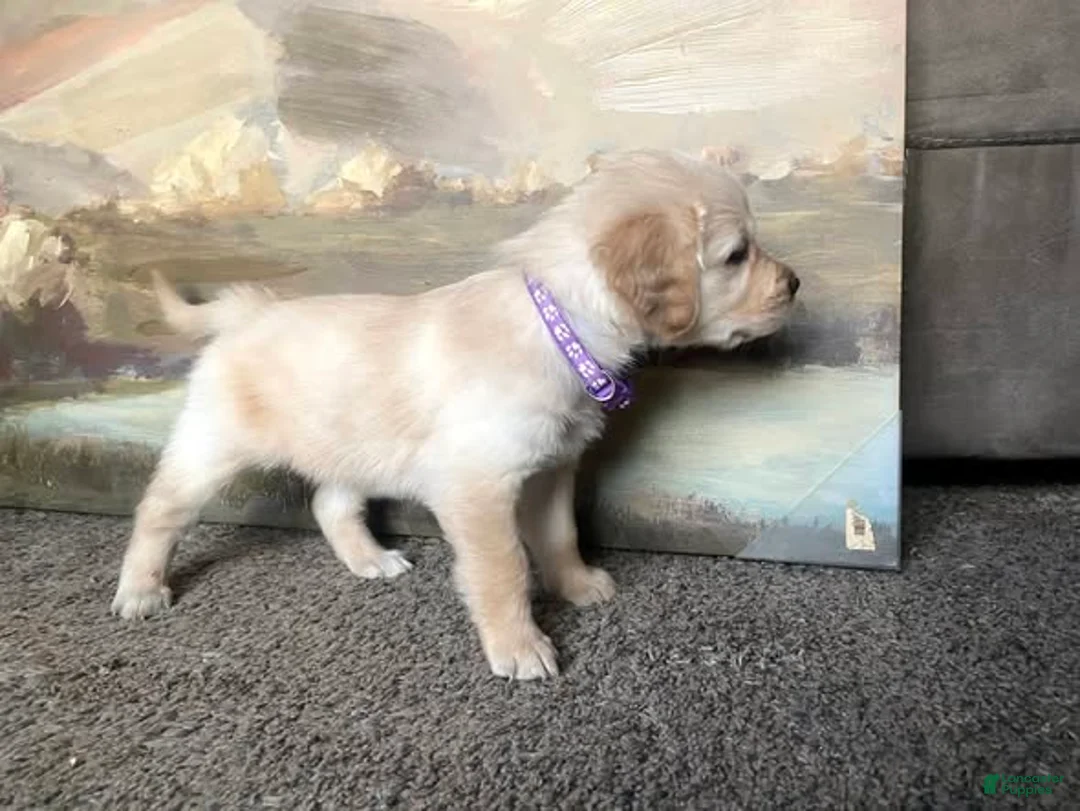 Golden Retriever dogs for sale: Golden Retriever Puppy 3 - Ad 2