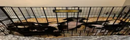 Mixed Breed dogs for sale: Mixed Breed 3 - Ad 5