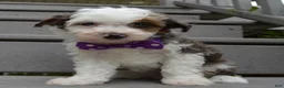 Mini Aussiedoodle dogs for sale: Mini Aspen - Ad 9