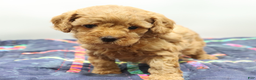 Toy Poodle dogs for sale: Light Red Girl - Ad 2