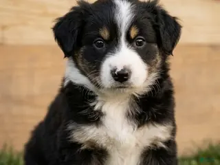 Mixed Breed dogs Cody - Ad 40