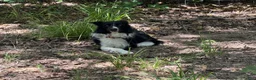 Border Collie dogs for sale: Catkin - Ad 5