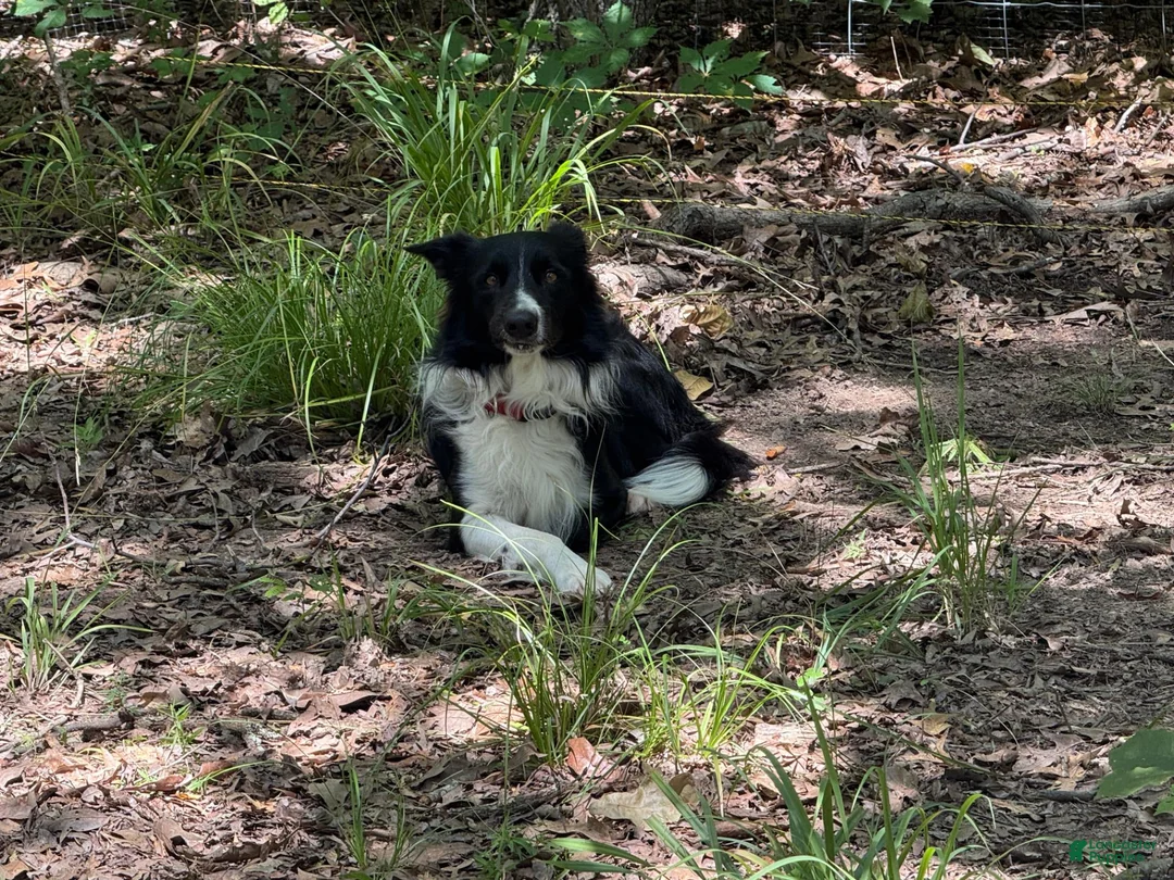 Border Collie dogs for sale: Catkin - Ad 5