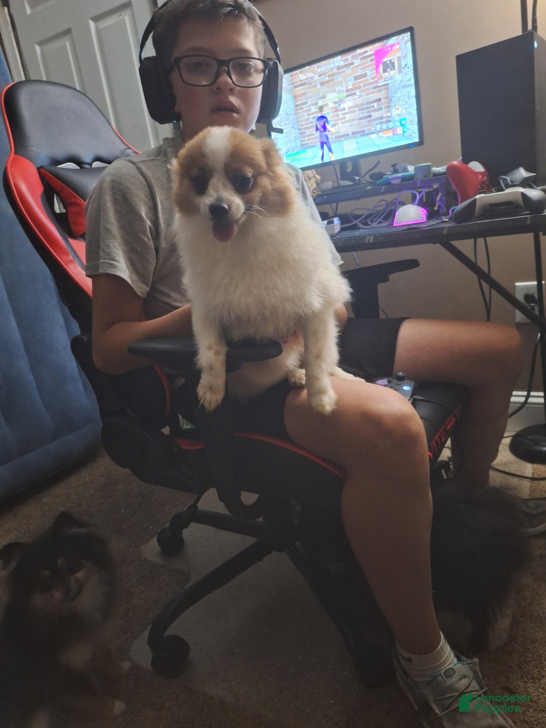 Pomeranian dogs for sale: Stella - Ad 7