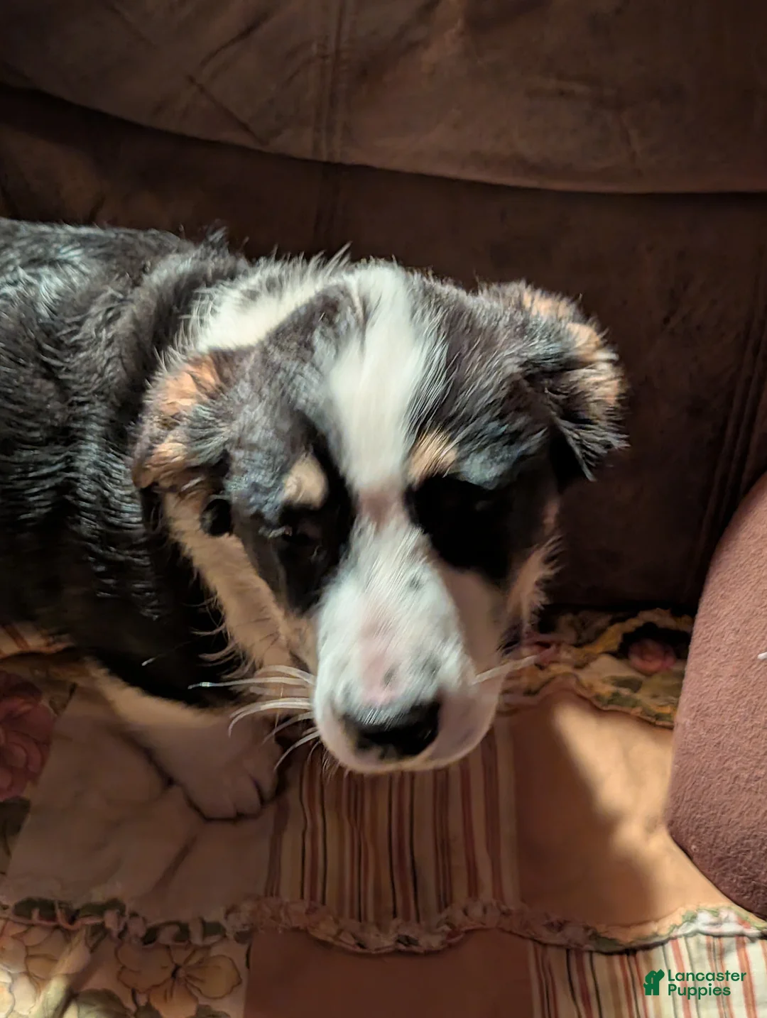 Mixed Breed dogs for sale: Mixed Breed Puppy 1 - Ad 1