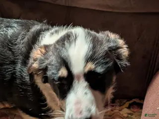 Mixed Breed dogs Mixed Breed Puppy 1 - Ad 4