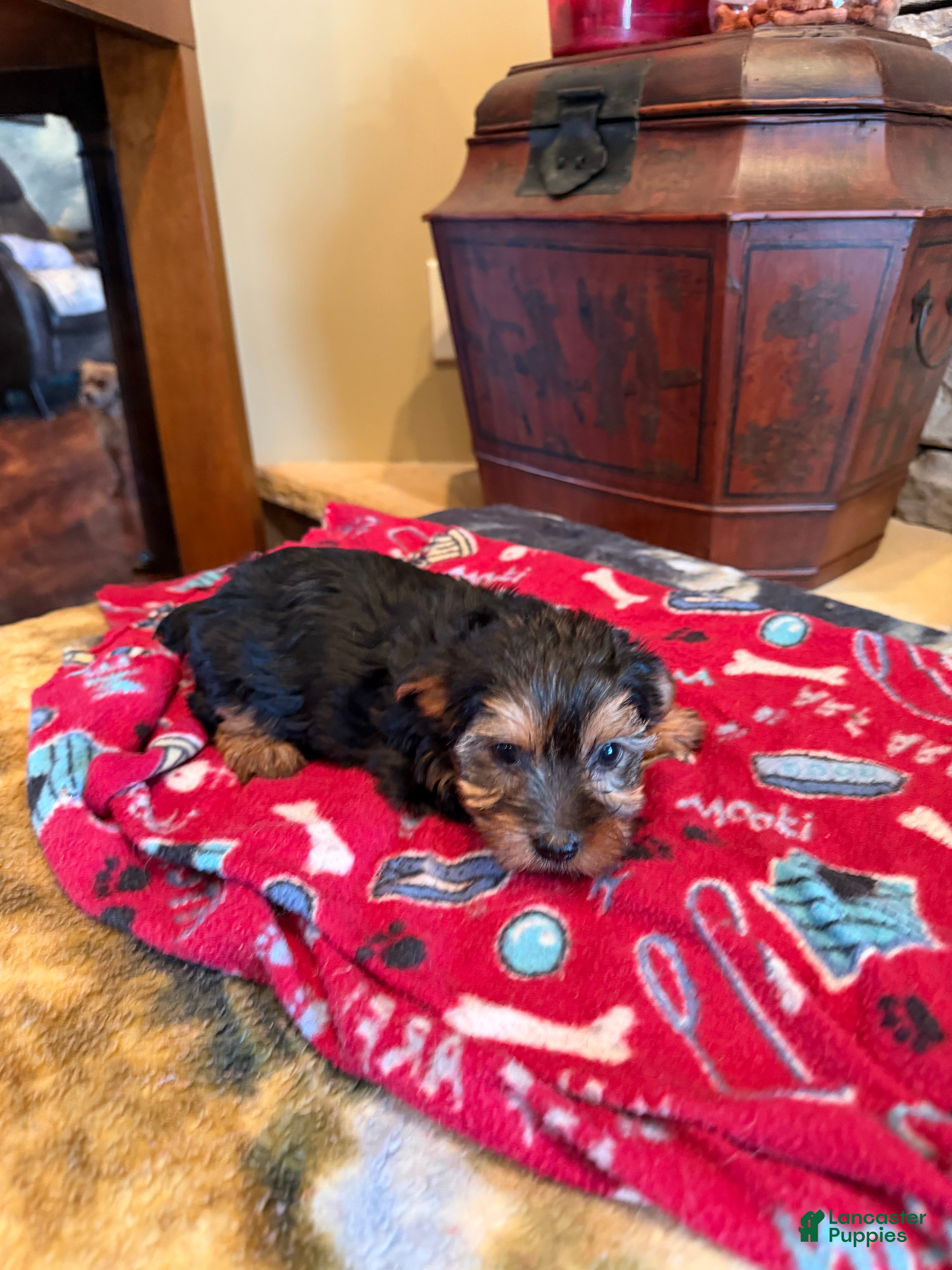 Yorkshire Terrier dogs Armani - Ad 2