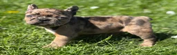 Frenchton dogs for sale: Cookie - Ad 4