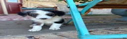 Mini Bernedoodle dogs for sale: Domino - Ad 4