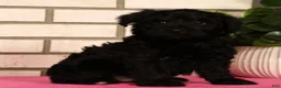 Yorkiepoo dogs for sale: Ender - Ad 5