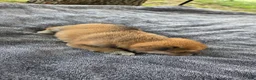 Shiba Inu dogs for sale: Glory - Ad 5