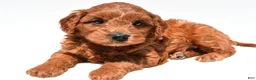 Mini Goldendoodle dogs for sale: Hank  - Ad 4