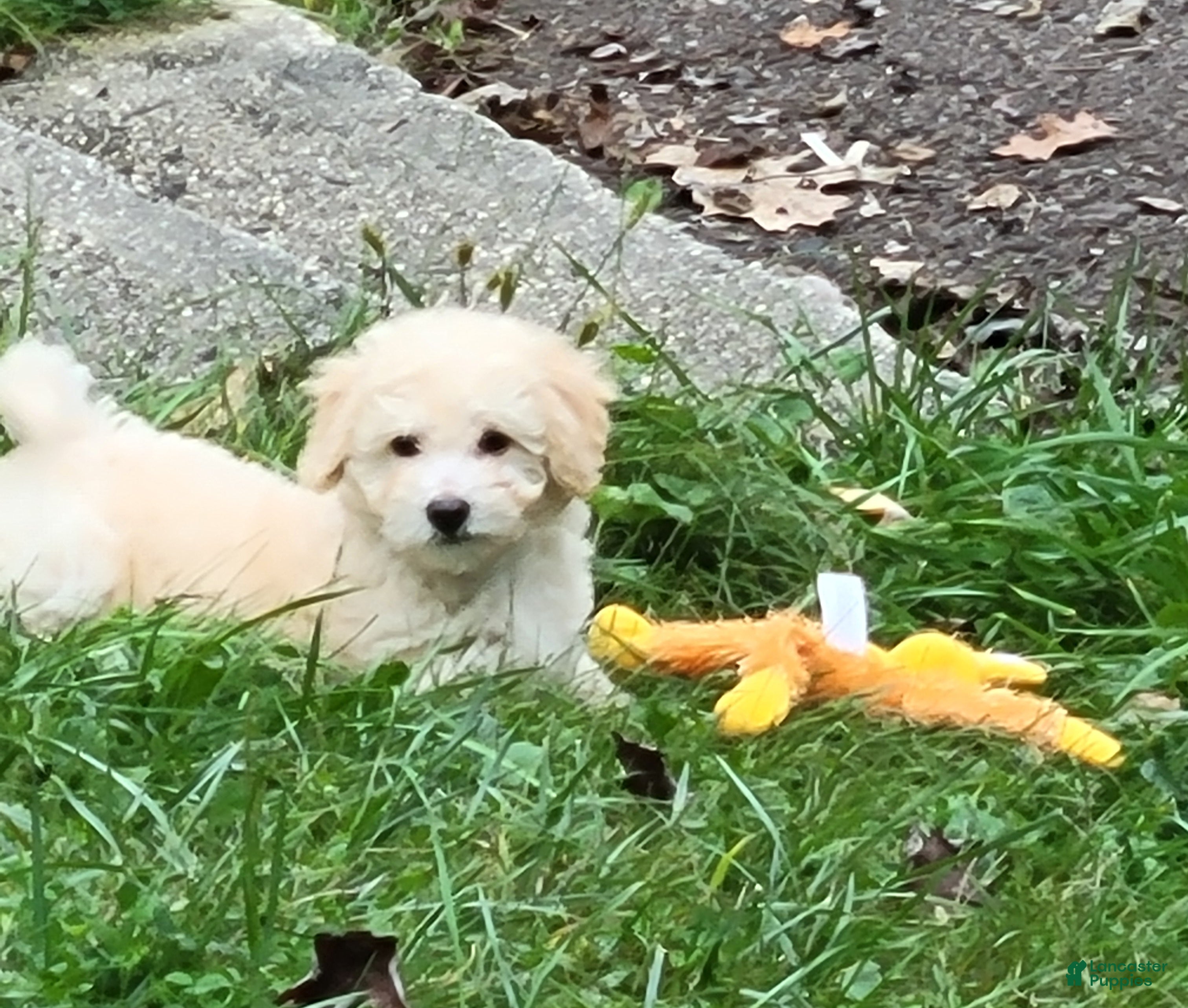 Bichpoo dogs Eliza - Ad 2