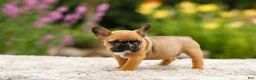 French Bulldog dogs for sale: Grace - Ad 4