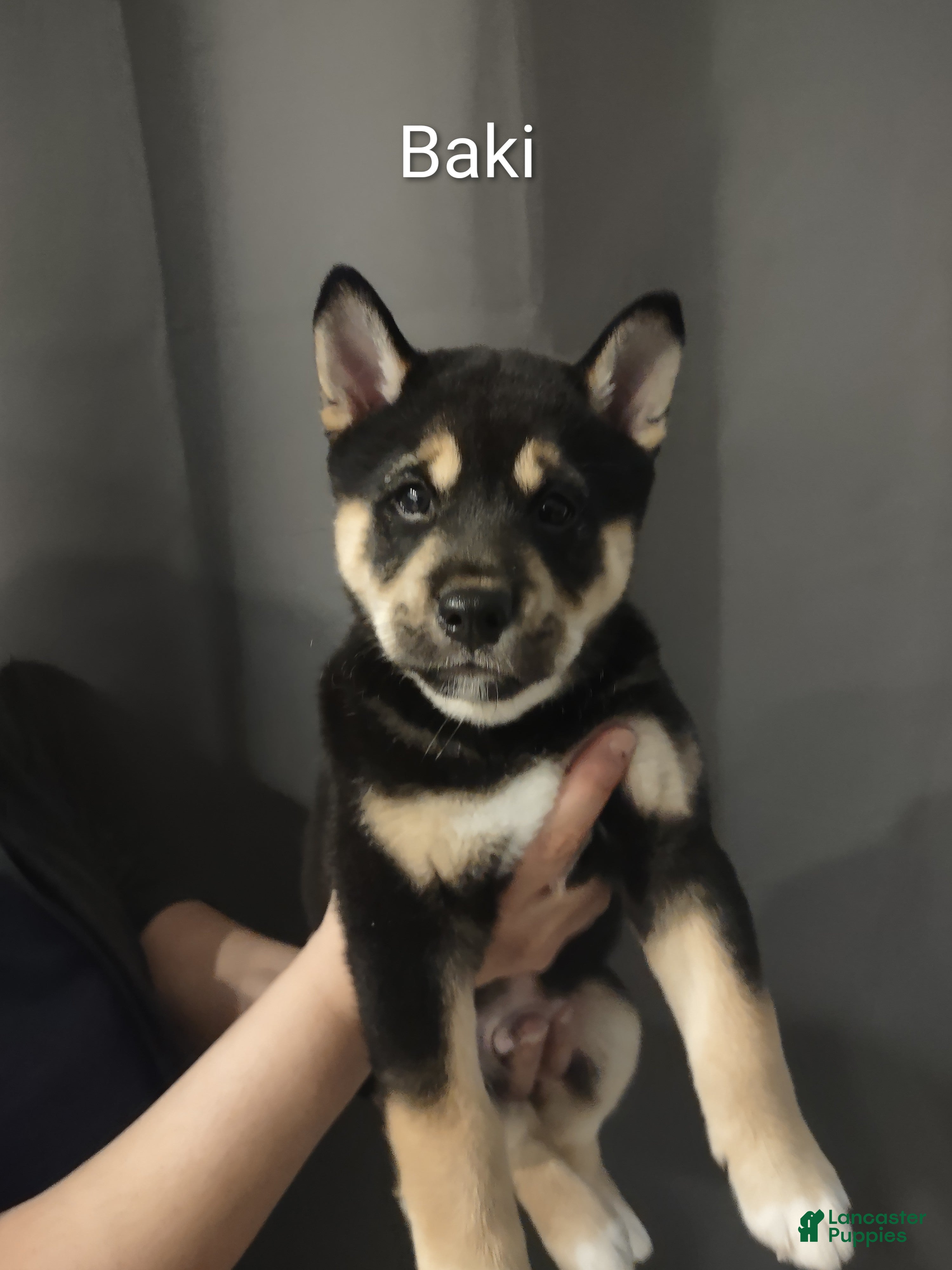 Shiba Inu dogs Baki the Champ - Ad 5