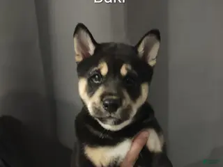 Shiba Inu dogs Baki the Champ - Ad 4
