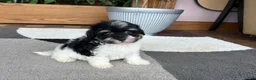 Havapoo dogs for sale: Havapoo girl 2 - Ad 1