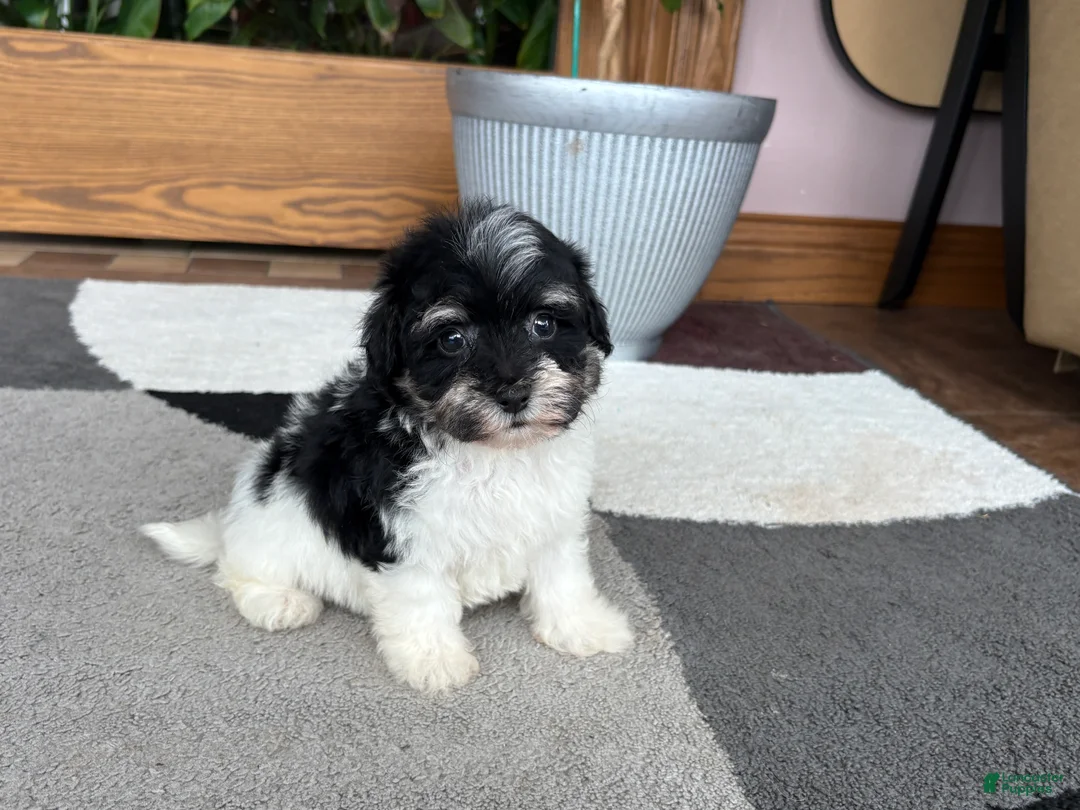 Havapoo dogs for sale: Havapoo girl 2 - Ad 1