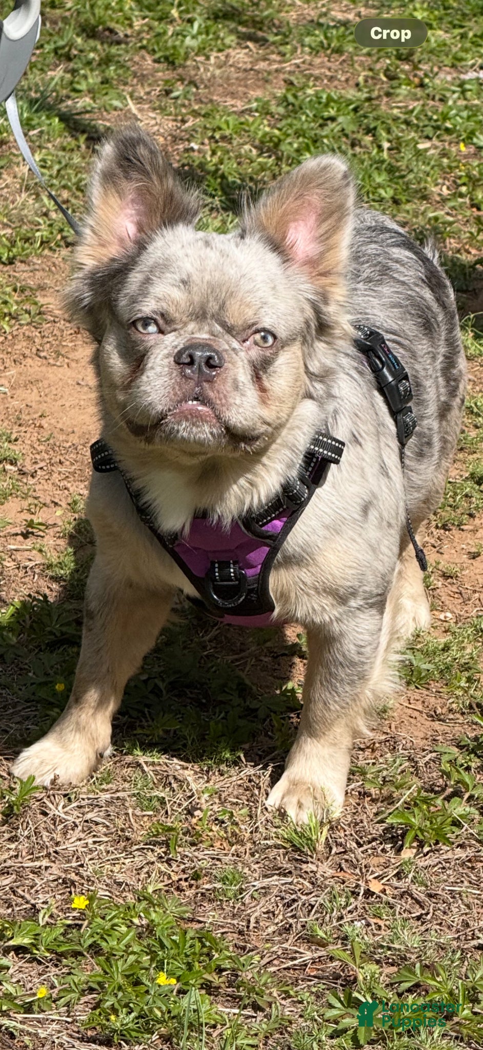 French Bulldog dogs French Bulldog Puppy 1 - Ad 28