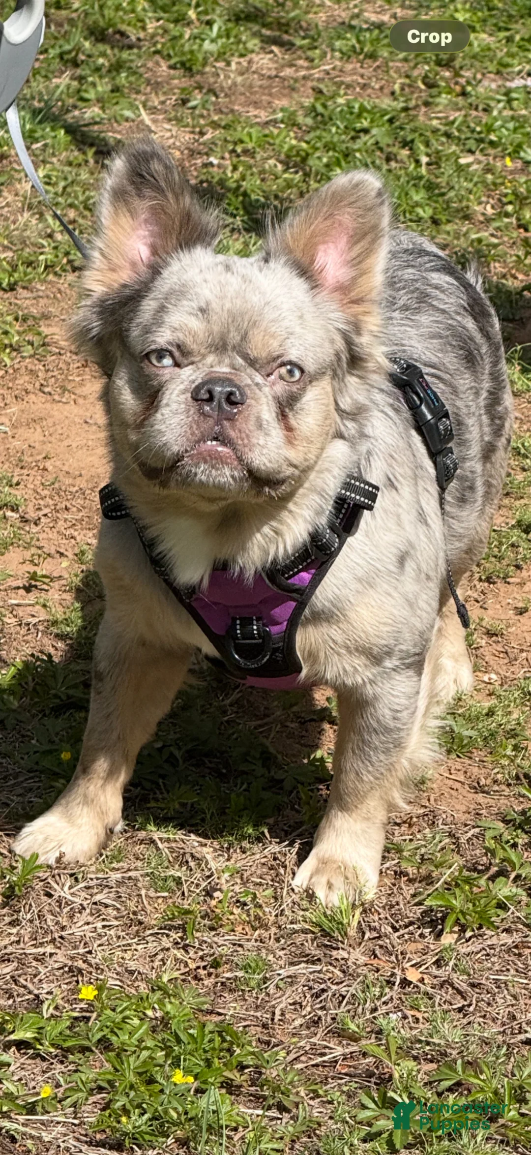 French Bulldog dogs for sale: French Bulldog Puppy 1 - Ad 1