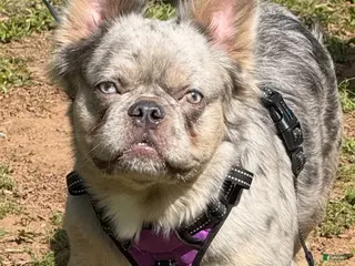 French Bulldog dogs French Bulldog Puppy 1 - Ad 28