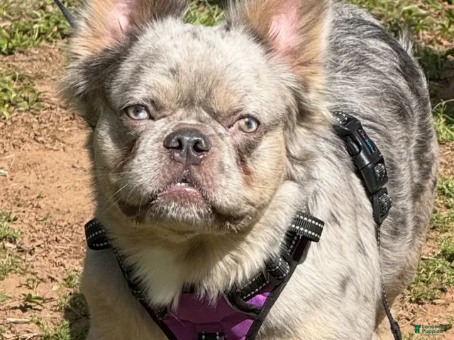 French Bulldog dogs French Bulldog Puppy 1 - Ad 25