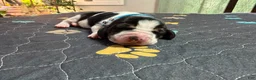 Basset Hound dogs for sale: Pedro- light blue - Ad 4