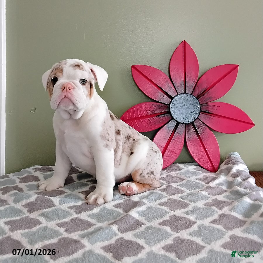 English Bulldog dogs Axel - Ad 1